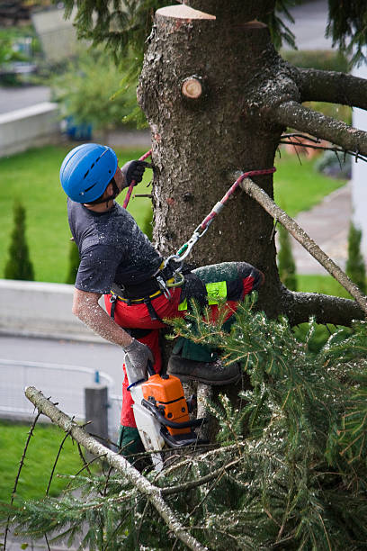 Lawn Renovation and Restoration in Norwood Young America, MN